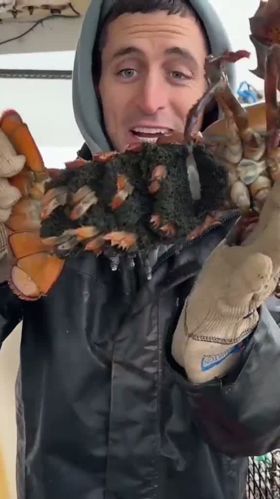 cover for Have you ever seen a huge egger? 🦞🤷🏽‍♂️  We’re on a lobster boat with @Jacob Knowles to learn all about them! 🤯 #fyp #foryou #lobster #crayfish #boat #fishing #foodporn