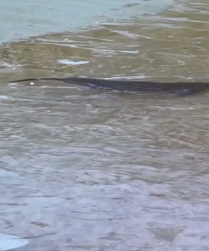 cover for This playful otter literally breaks the ice just to say hi! 🦦❄️ #Otter #Wildlife #AnimalMoment