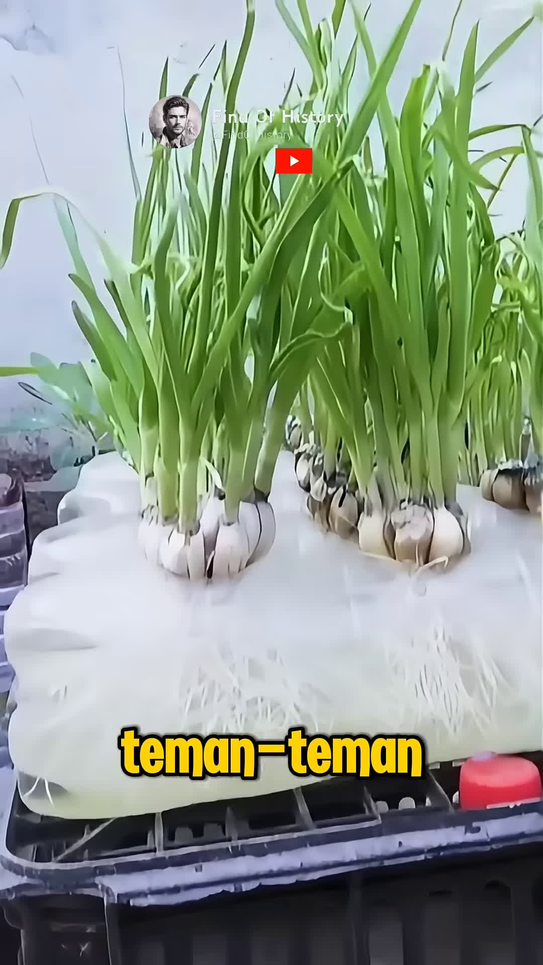 cover for Unique skills in growing plant onion Fruit Part 01 shorts short unique