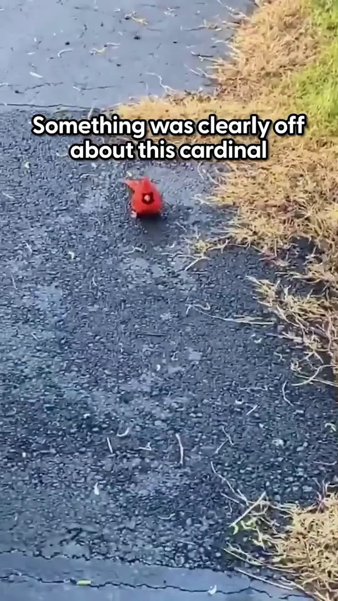 cover for Cardinal Gives Cutest Goodbye To Woman Who Rescued HimHe looked right at her and did a sweet little chirp 🥹