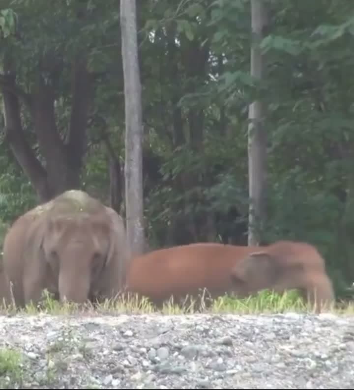 cover for Elephants reunite with their favorite caretaker after a year — their reaction will melt your heart 🐘❤️ #Elephants #Heartwarming #Reunion #AnimalLovers