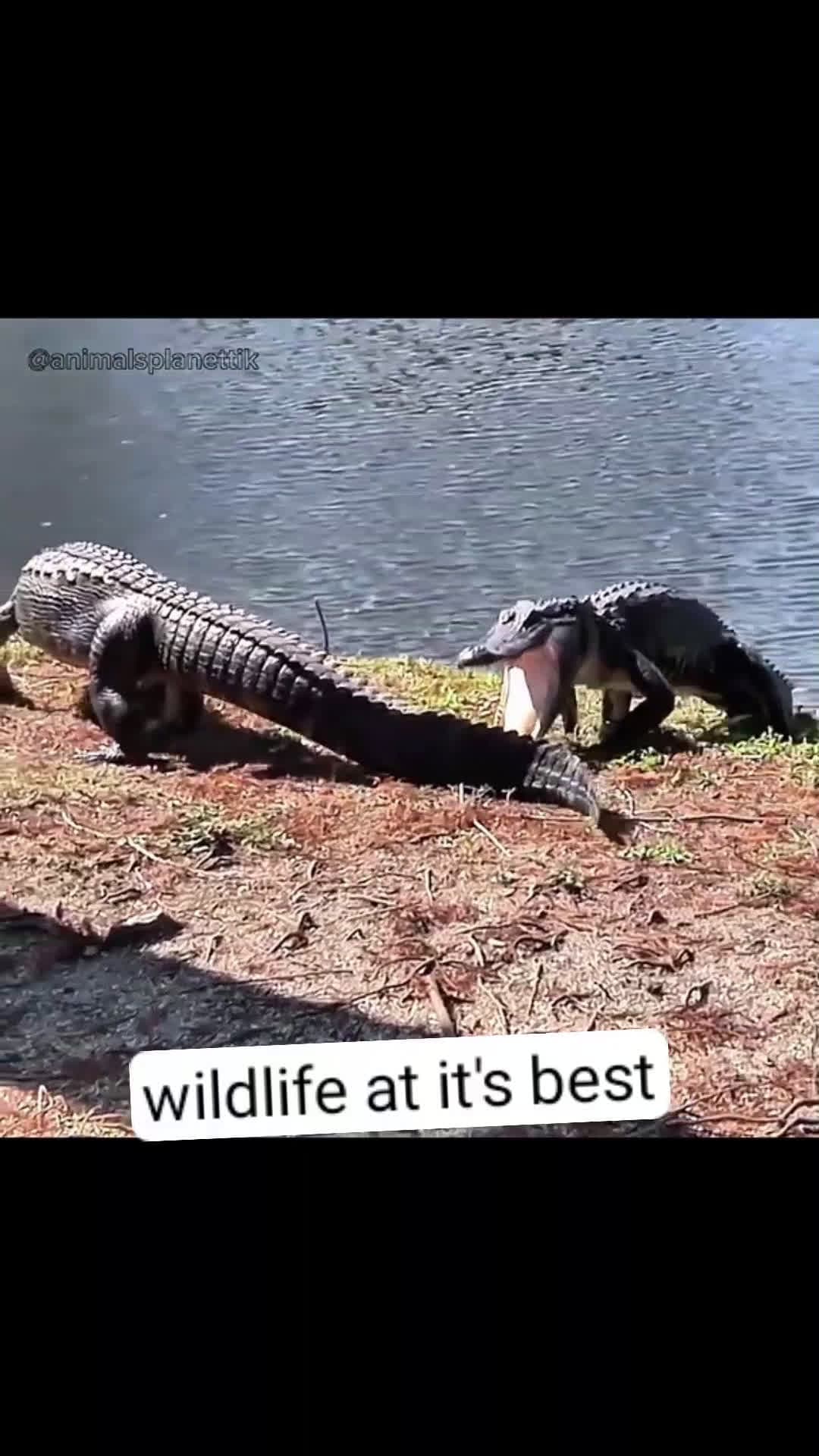 cover for  Please follow my page #UnpopularOpinion #wildlife  #crazyanimalfights  #fypシ 
