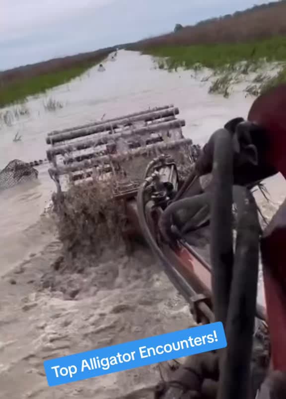 cover for Check out the year’s best alligator moments from the Everglades 🐊🔥 #Everglades #Florida #Alligator #Gator #Swamp