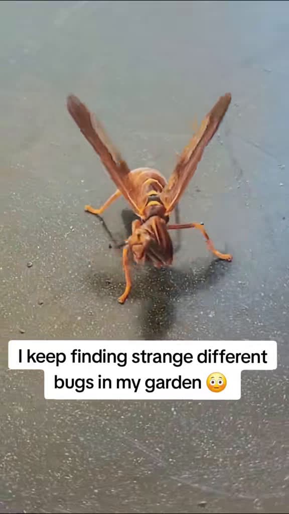 cover for Discovering bizarre bugs in my garden! 🐛🌿 What will I find next? #StrangeCreatures #GardenMystery
