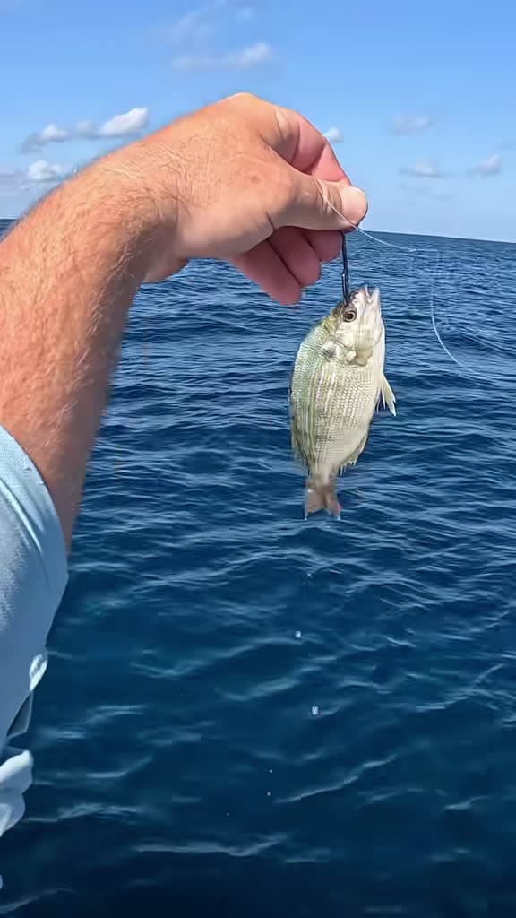 cover for Dropped a LIVE pinfish 400 feet deep—You won’t believe what I caught! 🐟 #offshorefishing #saltwaterfishing #fishingflorida