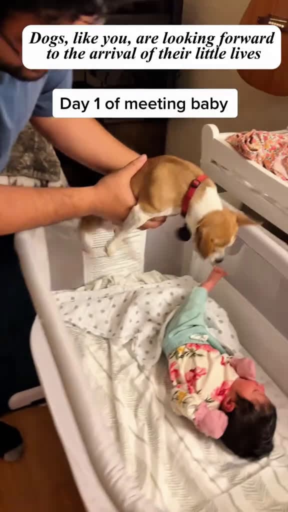 cover for Dogs also love your baby dog baby Love tiktok family 15614 #shortvideos