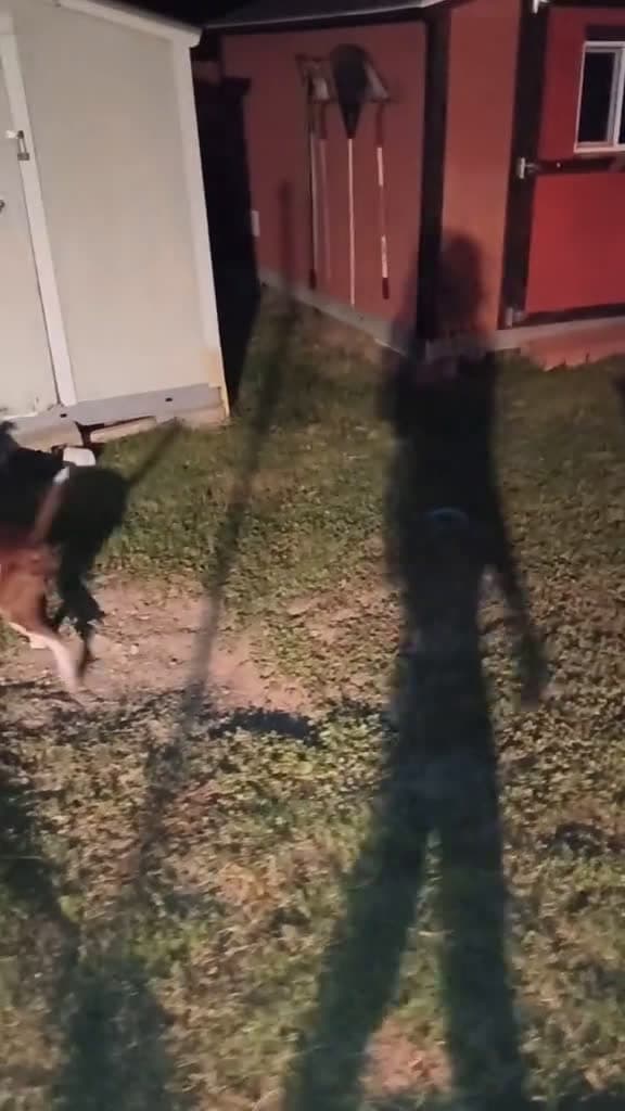 cover for He jus taking an evening stroll . #myfurbaby #gottalovehim #petsoftiktok #massfollowing🔥🔥  created by Lady T 💙 with The Flame’s Chariots Of Fire (Original)