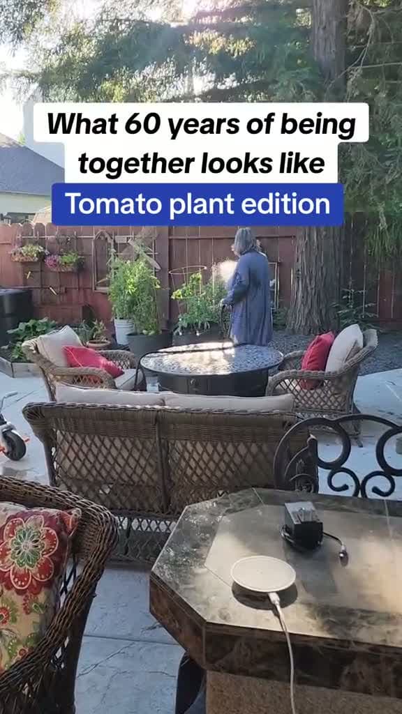 cover for Dad yelling at mom about tomato plant #FunniestVideoOnMyPhone#CaughtOnCamera#