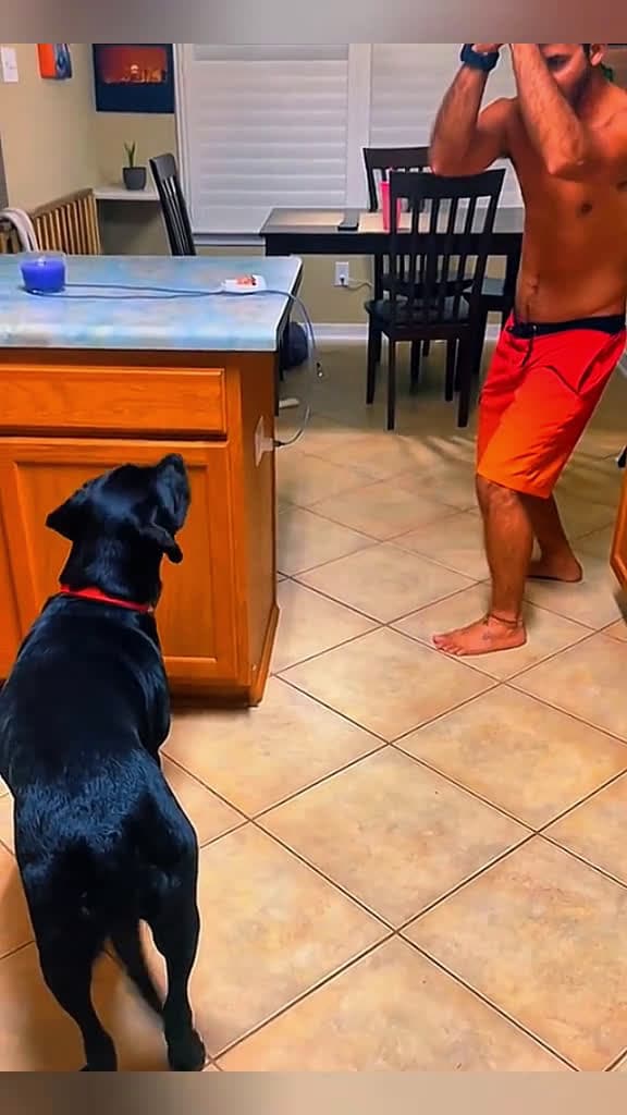 cover for Funny happy dogs  #funny  #funnyvideos  #fun