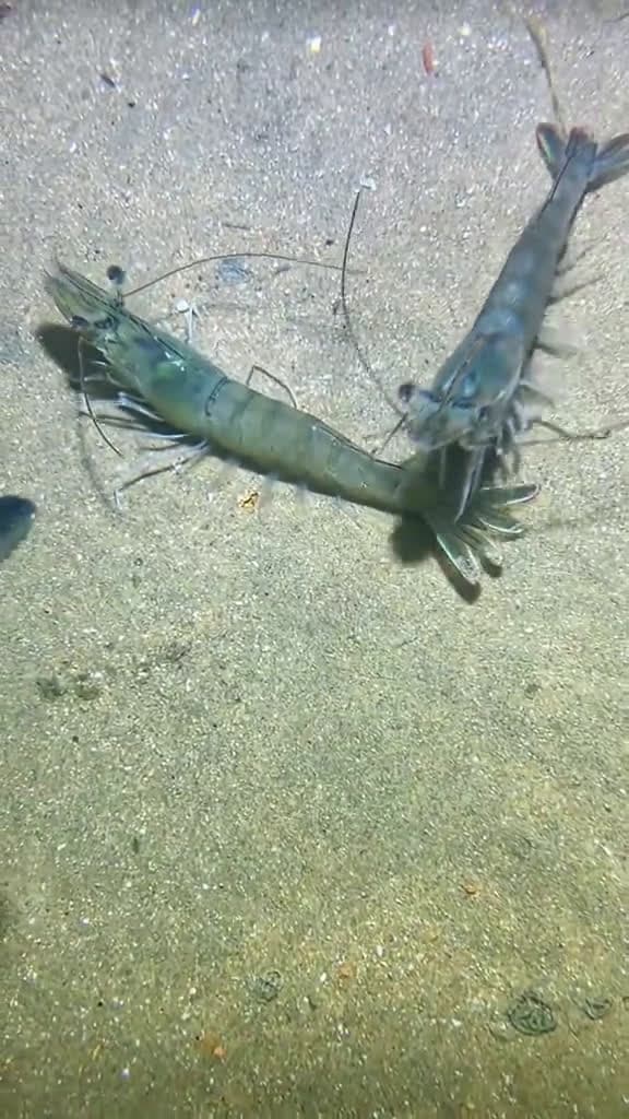 cover for I caught two god thunder shrimp on the bottom sea #diving #crab #catchthesea #seafood #seaside #fish