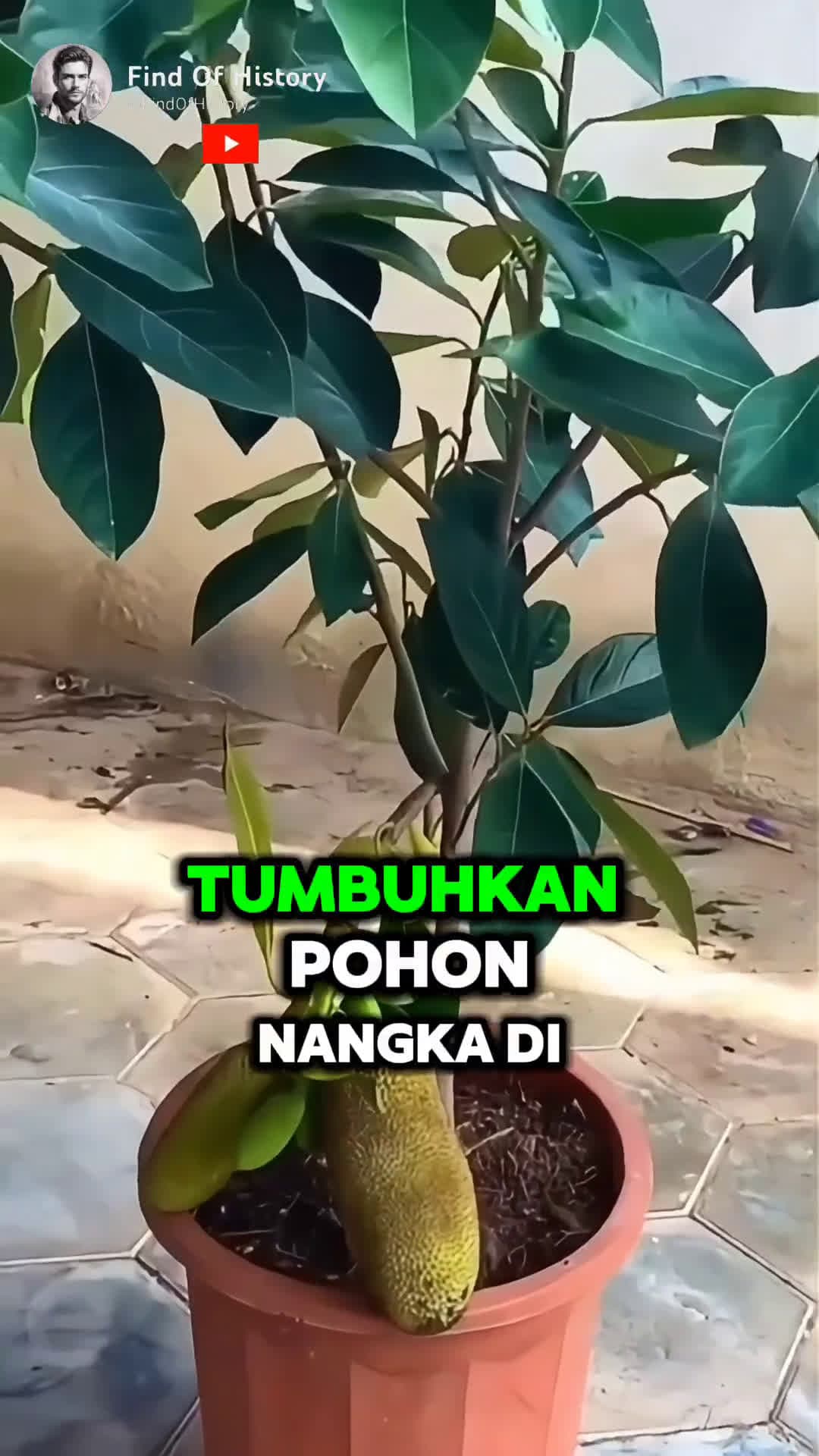 cover for Unique How To Grow Your Own Jackfruit at Home Simple MethodPart 01 shorts short unique