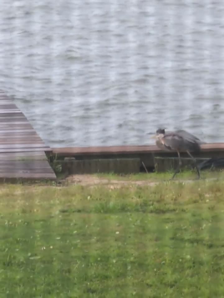 cover for What is this heron up to? You won't believe this moment in the wild 🐦 #Heron #BirdWatching #NatureMystery #WildlifeVideo