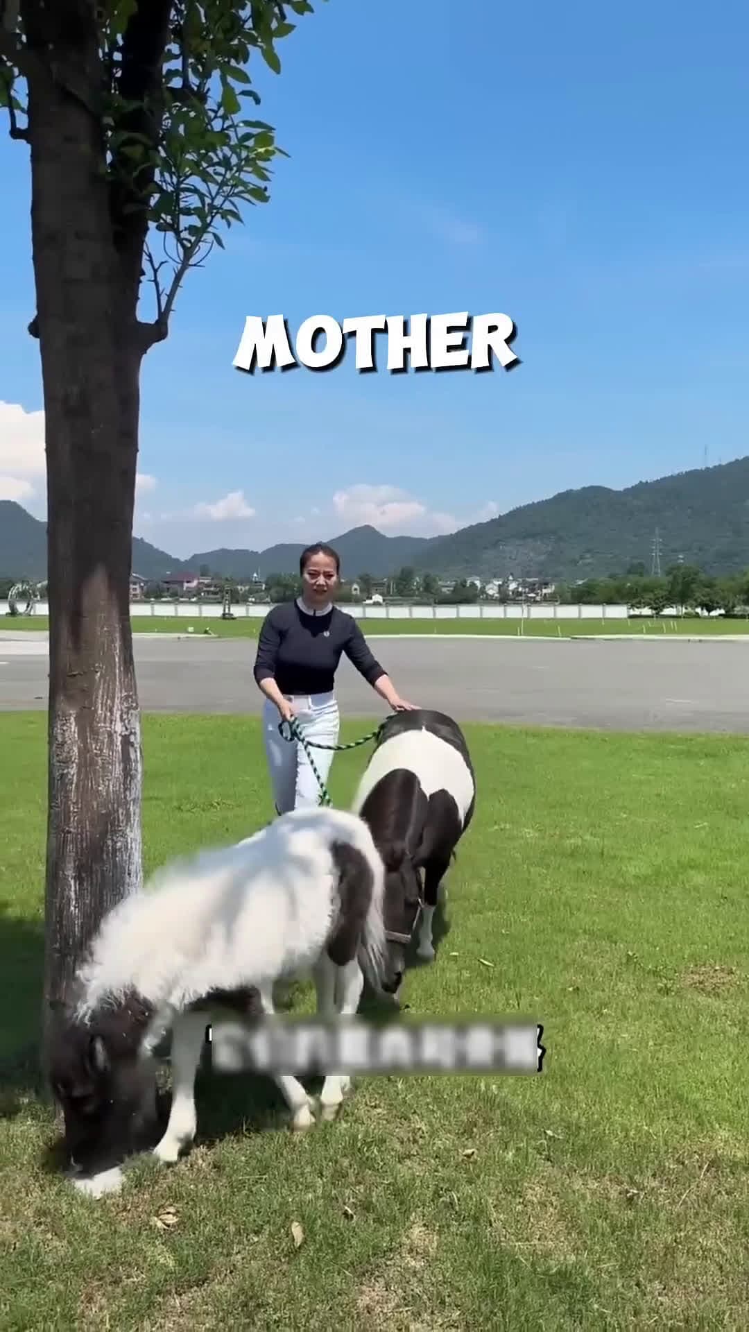 cover for Mother Horse’s Emotional Search for Her Lost Foal! 🥹❤️ #scoopzanimalvideo 