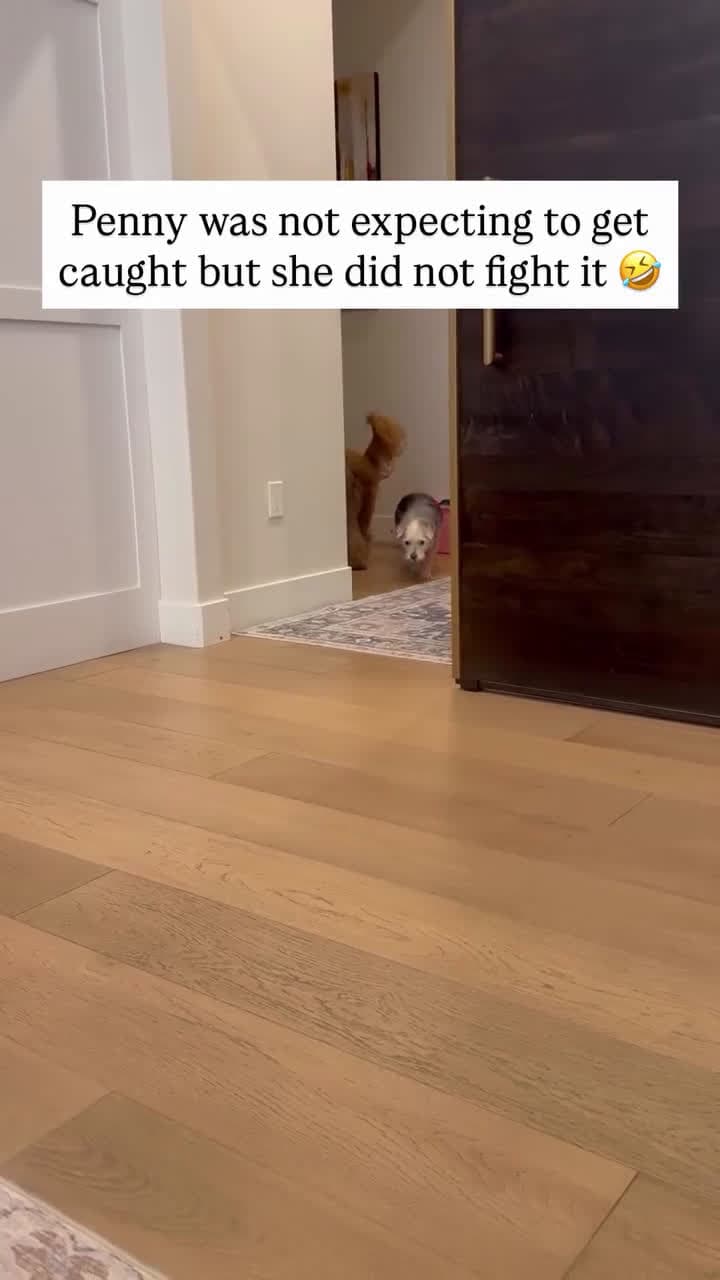cover for She gave in to snacks instantly 😂 #SnackAttack #CantResist #FunnyMoment
