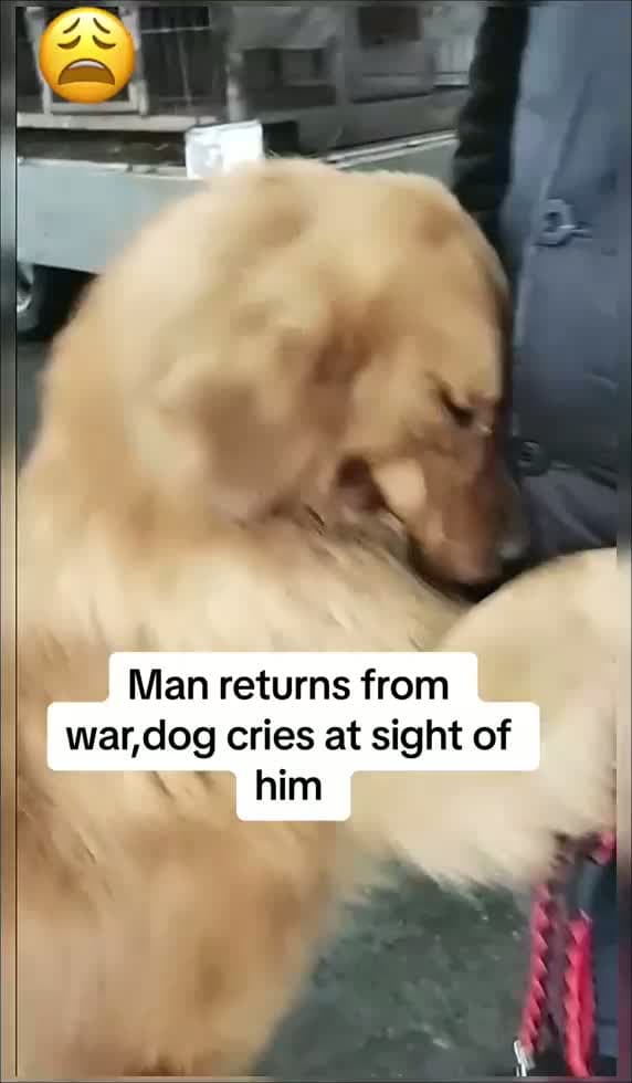 cover for Man returns from war,dog cries at sight of him #pet #cute #petlover #doglover #fypシ