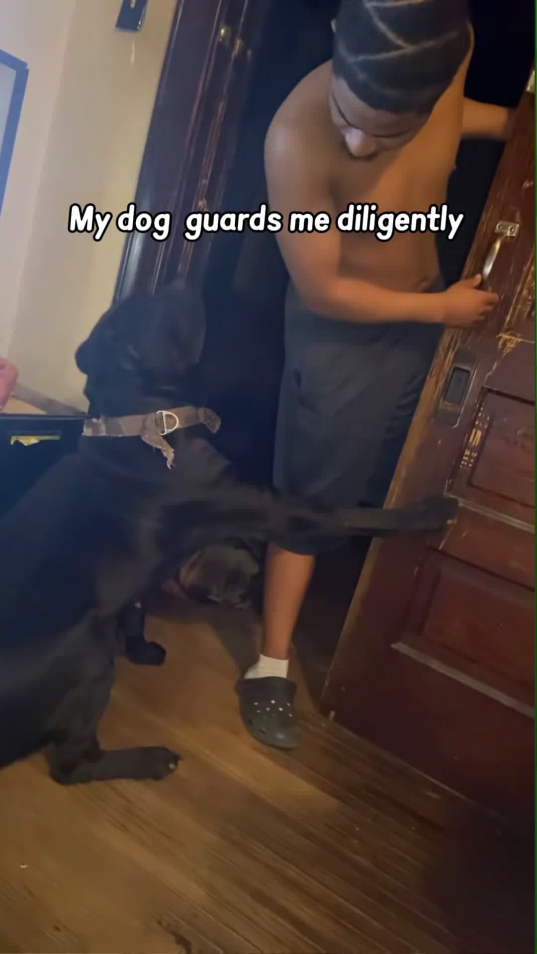 cover for Dogs with attitude🤣🤣🥰#dog#funny#funnyanimals#funnypets#animals #dogso... (2)