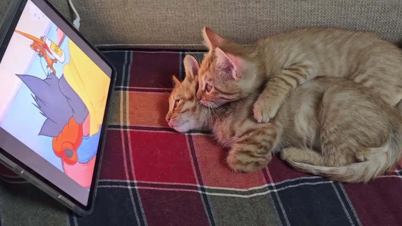 cover for Two kittens
