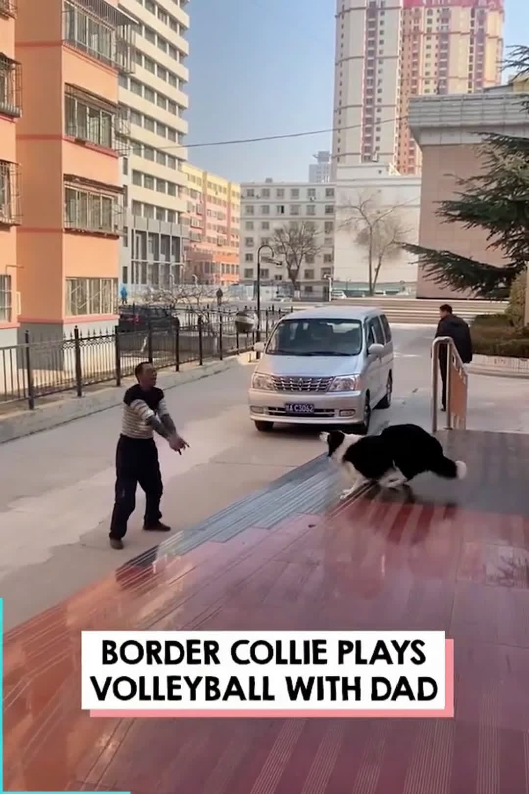 cover for Amazing Border Collie Dog Plays Volleyball With Dad