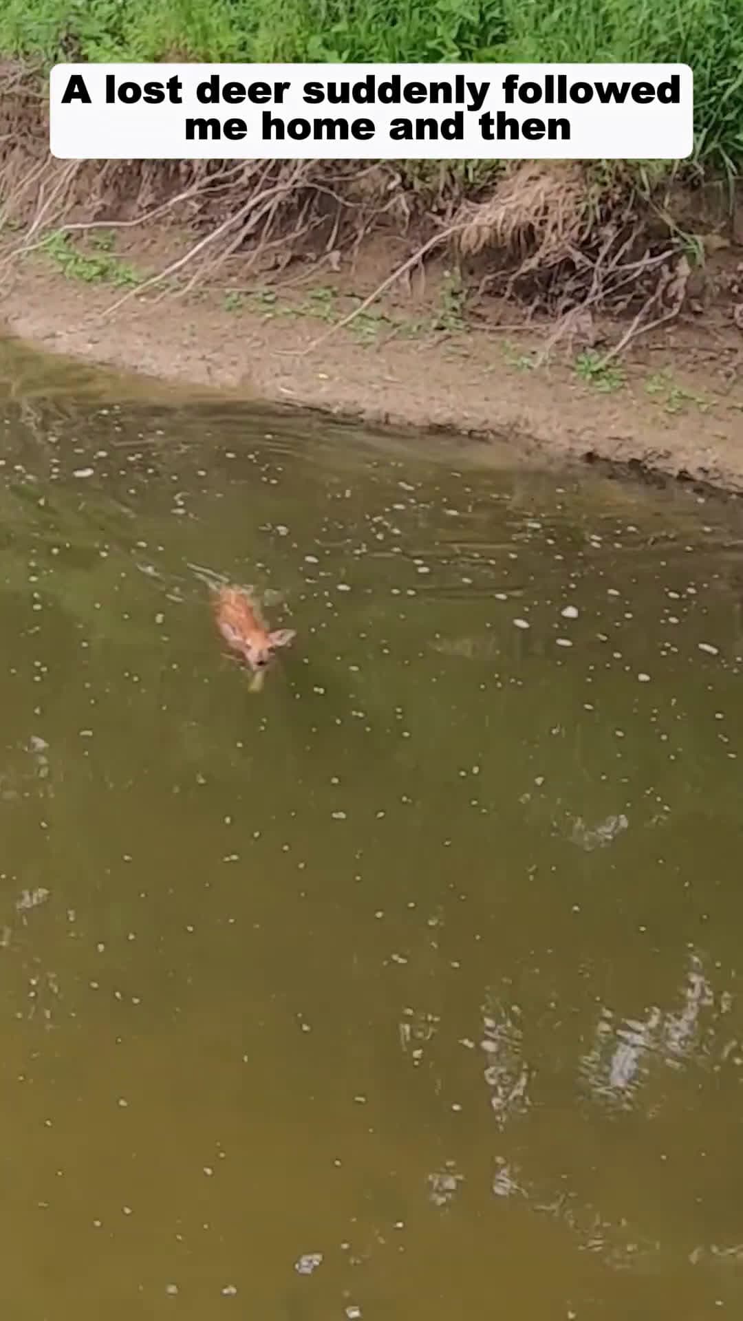 cover for A lost deer suddenly followed me home and then deer babydeer short
