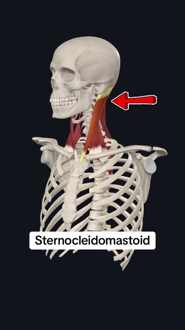 cover for Follow for more!! #medical #medicalstudent #anatomyclass #anatomyandphysiology #anatomylesson #physicaltherapy #physicaltherapist #medicine #fyp #trending #medicaltiktok #healthcare #studyhacks #muscle #exercises