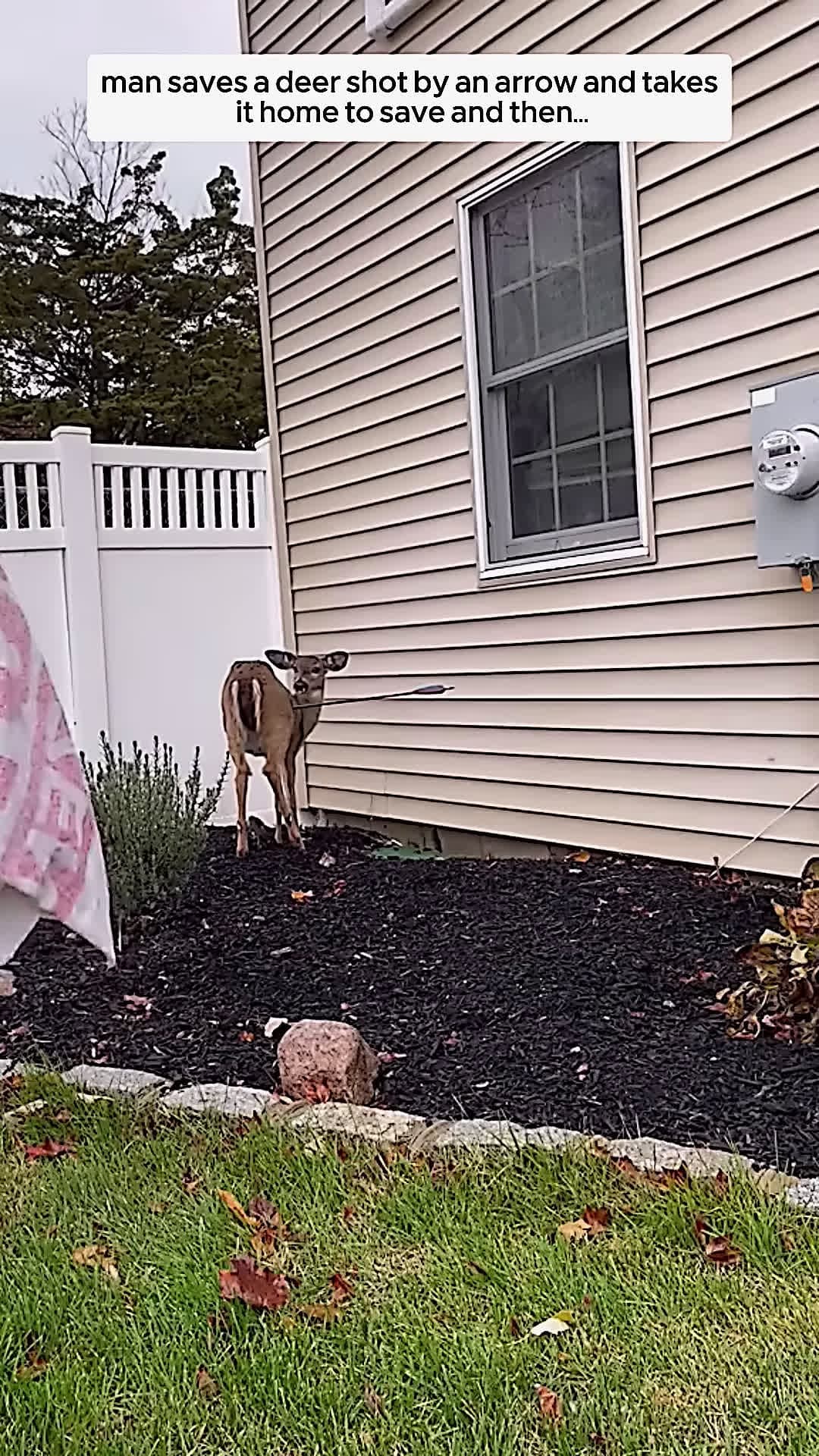 cover for Man Saves Wounded Deer and Takes It Home A Beautiful Act of Kindness animalshorts