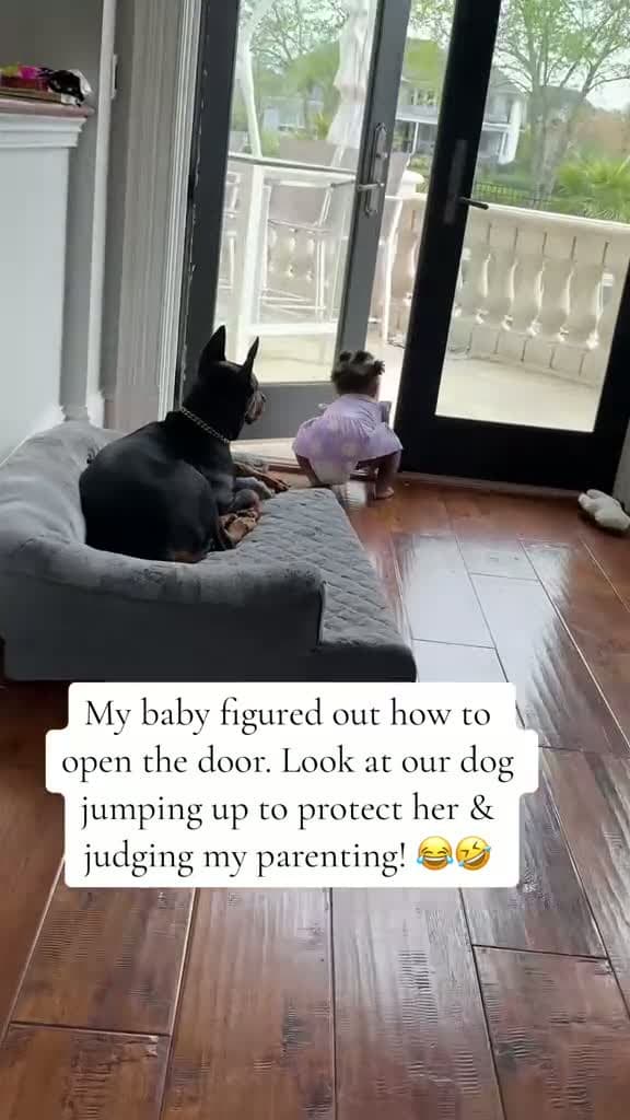 cover for When she's done with my antics and just wants her 'baby' back! 😂 Who would've guessed they're only 3 months apart? #babylove #dogandbaby 🐶👶