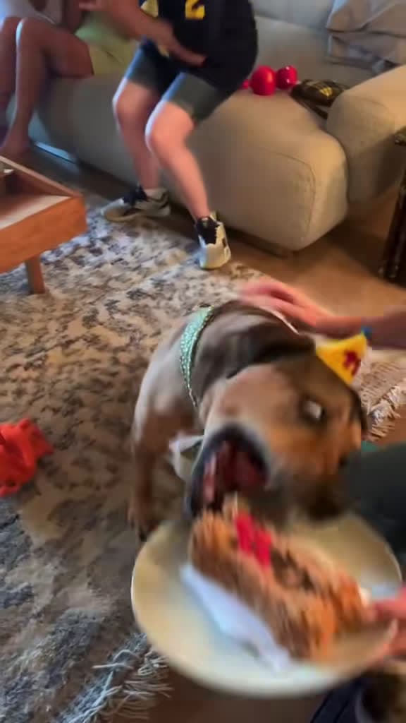 cover for Dogs devour cake in the funniest way! 🎂😂 #doglife #funnydog #animals