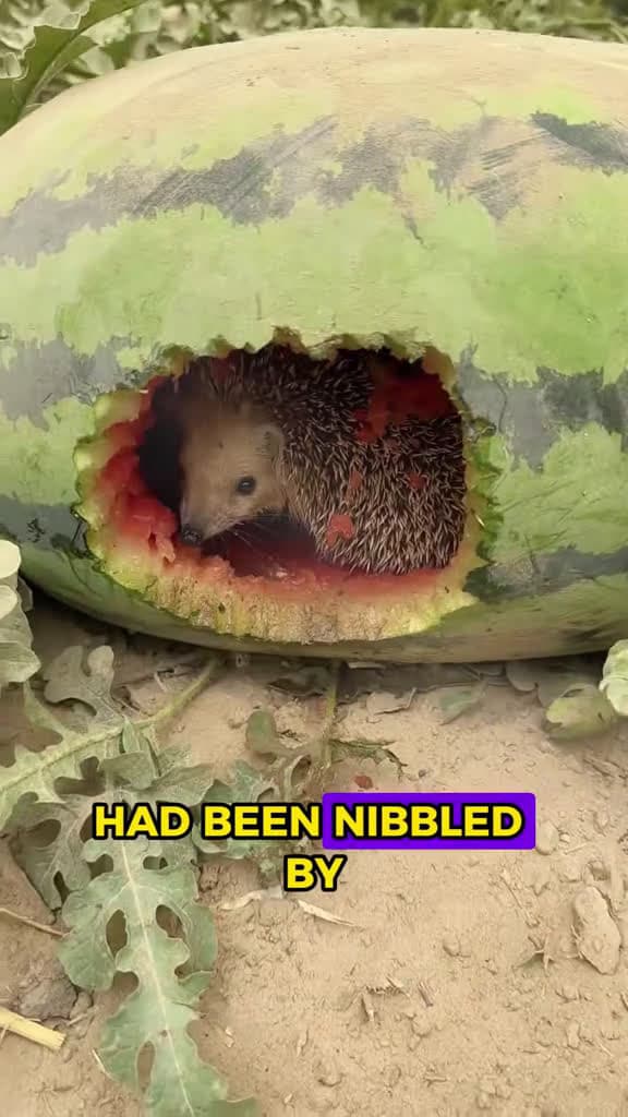cover for Hedgehog eats watermelon secretly#animals #Foryou #Friendship #Us