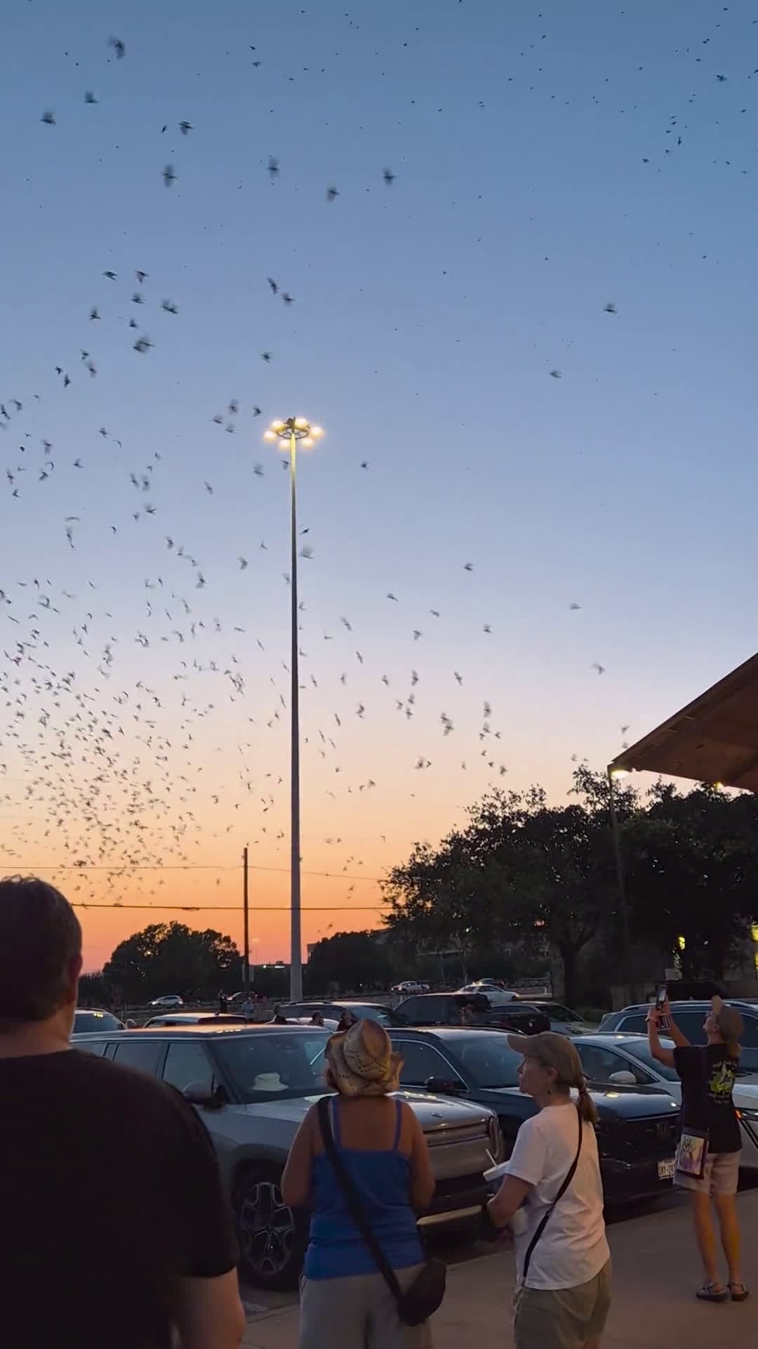 cover for Purple Martin Party in Round Rock, TX 🐦 Spectacular birds putting on a sky-high show! #PurpleMartin #BirdWatching #RoundRockTX #TexasBirds