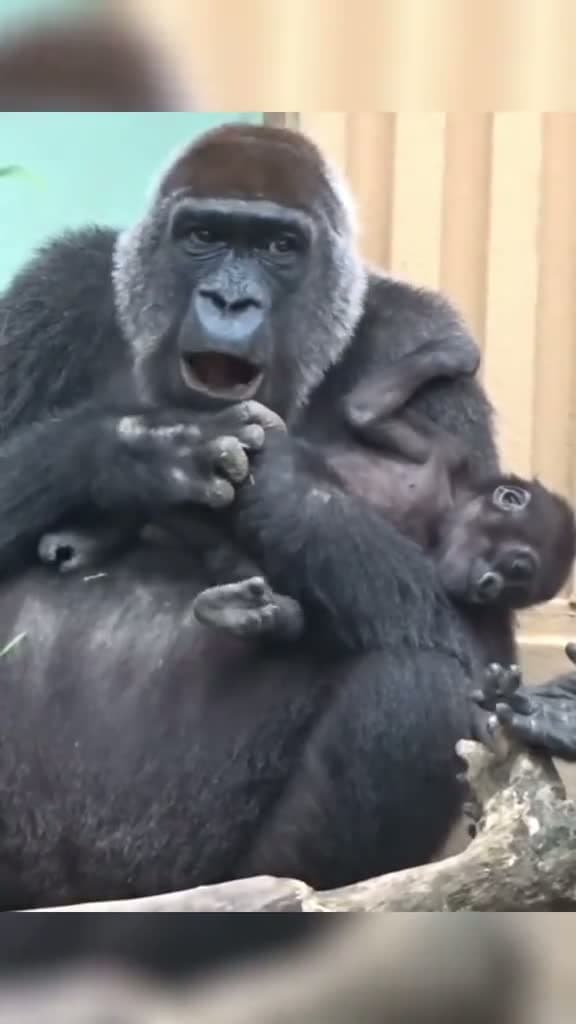 cover for Genki has more time to take their eyes away from Kintaro, so the time that Kintaro can move freely has increased. #foryourpag #fypシ゚viral #gorilla #fyp #gorillatag 