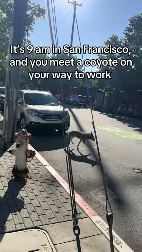 cover for Poor thing was limping, but San Francisco Animal Care & Control refused to help wildlife in need. #SanFrancisco #BayArea #AnimalCare 🐾