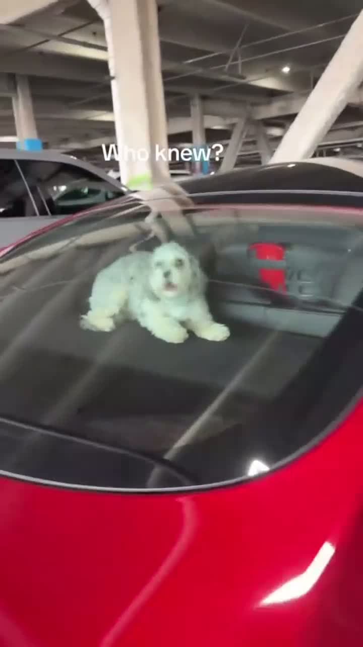 cover for Who knew Tesla has this feature when you leave your dog in the car!!! #LifeDrama #CaughtOnCamera