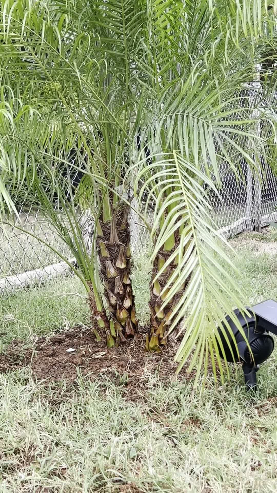cover for Home jungle #garden #plants #pygmydate #palmtrees #palms #plantdad #peace #freshair #wakanda