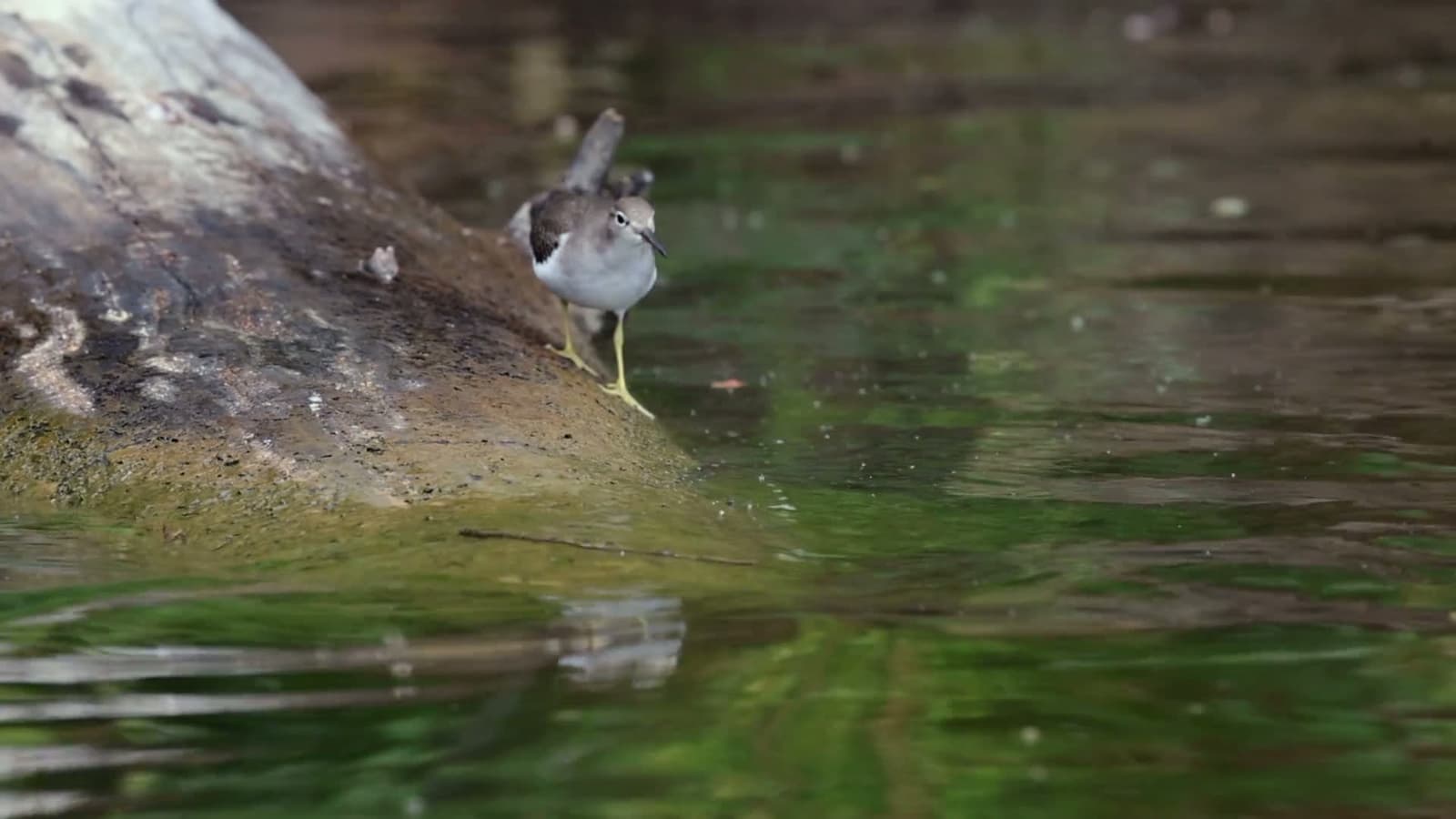 cover for Rare Spotted Sandpiper sighting in NE Alabama! 🐦 #Birdwatching #NatureLovers #Wildlife #Alabama