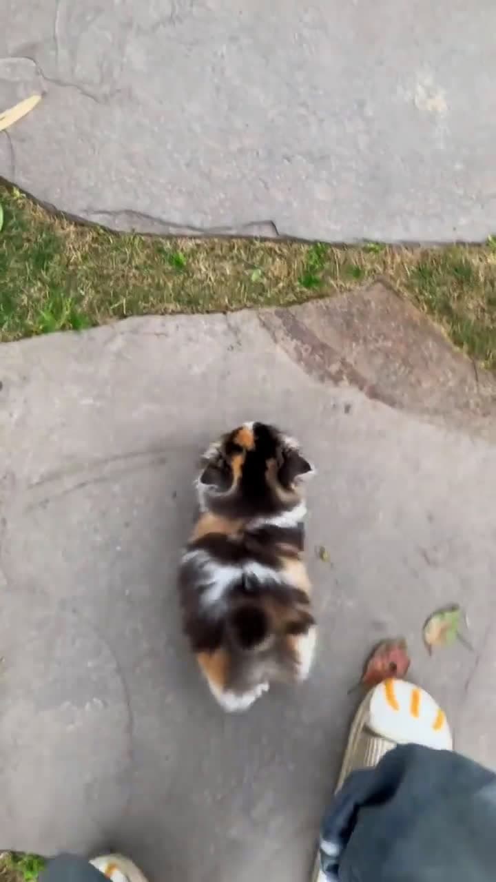 cover for Too cute to handle: this tiny kitten steals the show 😻🐾 #CuteKitten #KittenLove #Purrfect #KittenVideo #CuteAnimals