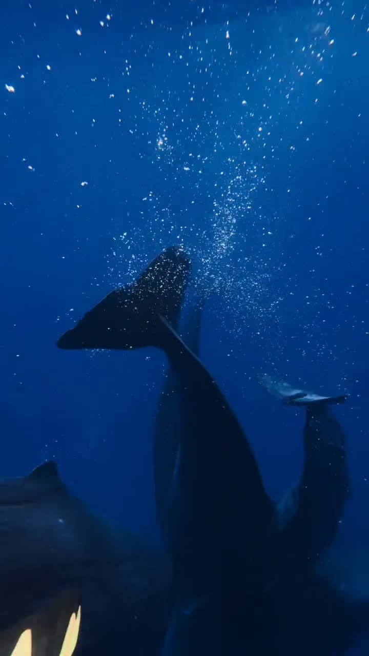 cover for Swimming with big fish