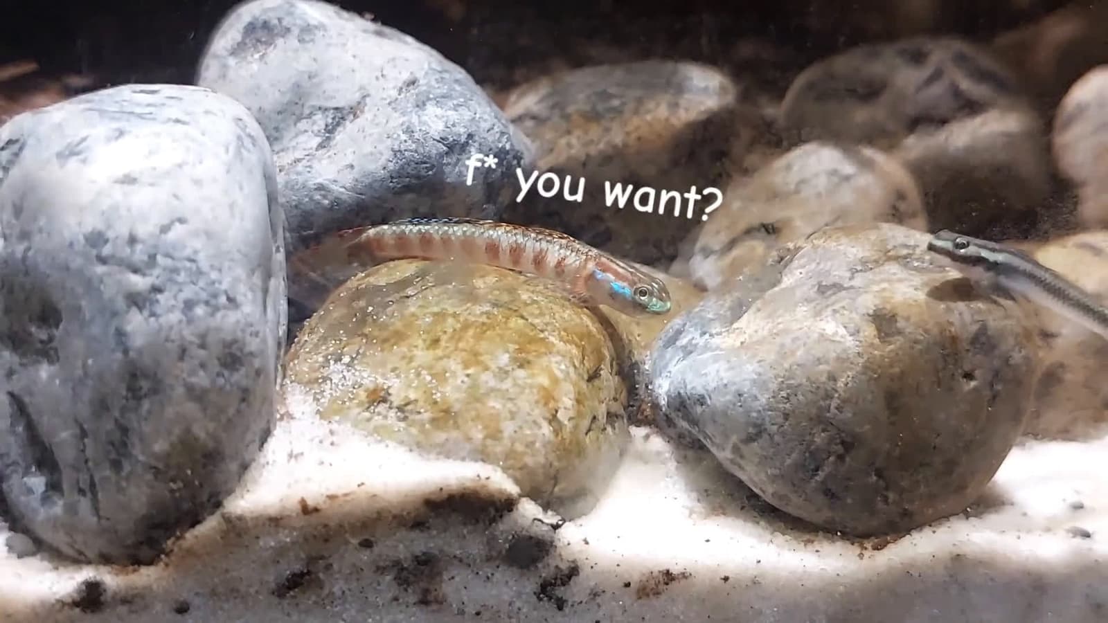cover for When goby fish start chatting... you’ll want to listen! 🐟😂 #FishTalk #UnderwaterLife #FunnyAnimals