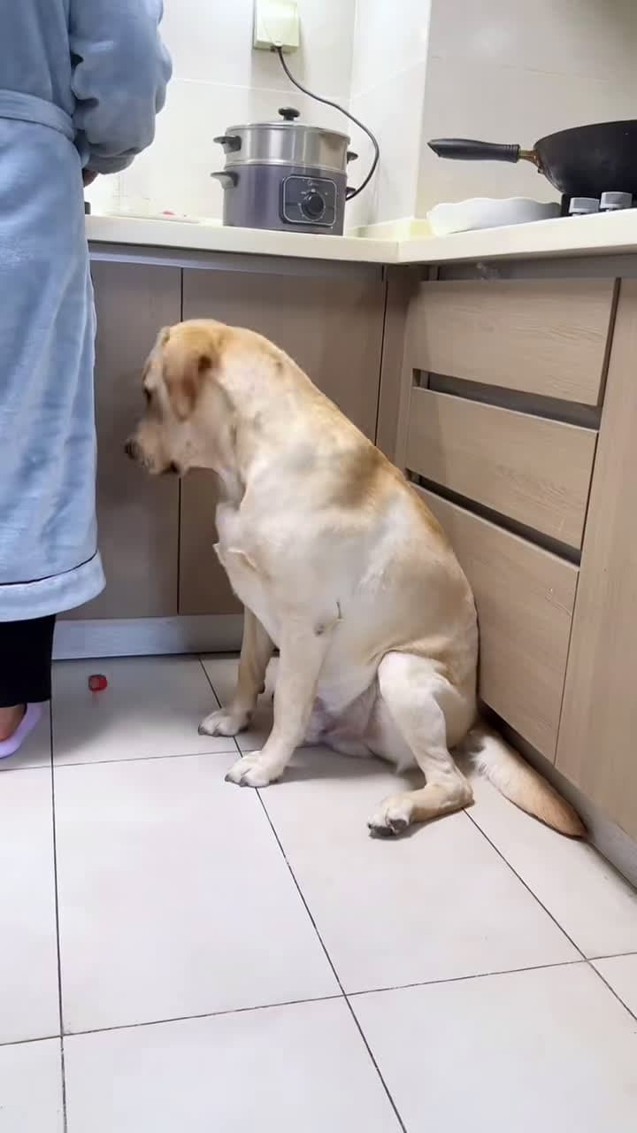 cover for Unfriend ! Traitor #dog #dogoftiktok #funny #funnyvideos #fyp