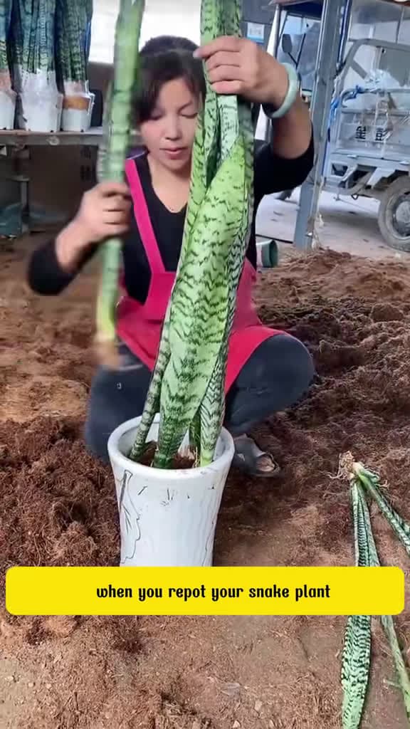 cover for Keep Your Snake Plants Happy: Expert Repotting Tips to Prevent Root Rot 🌱🪴 #GardeningHacks #PlantCare #HomeGardening
