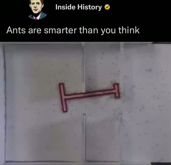cover for Ants, often dismissed as simple insects, are actually remarkable problem-solvers capable of complex behaviors that hint at a collective intelligence. When faced with challenges like finding food, navigating mazes, or building e...