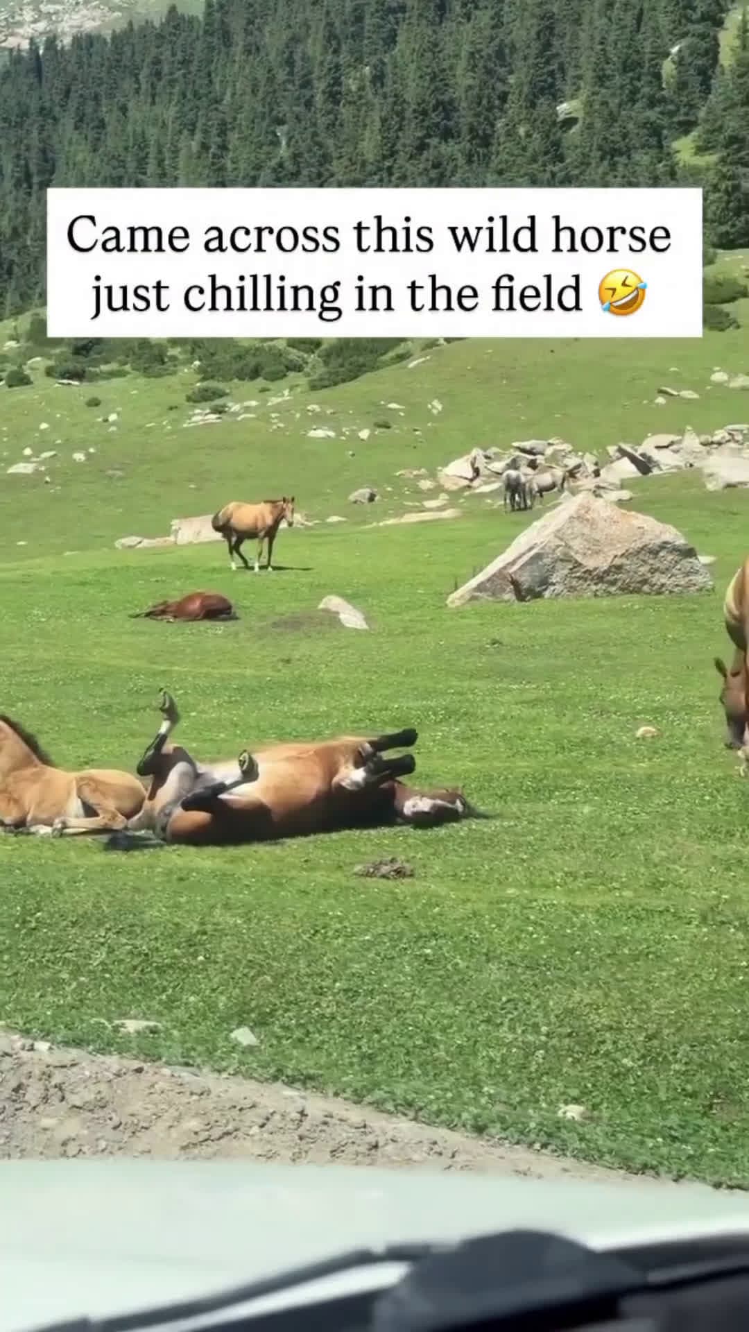 cover for #CaughtOnCamera #lol #funny #funny #hilarious #viral #fyp Came across this horse just chilling in the field 🤣🐎