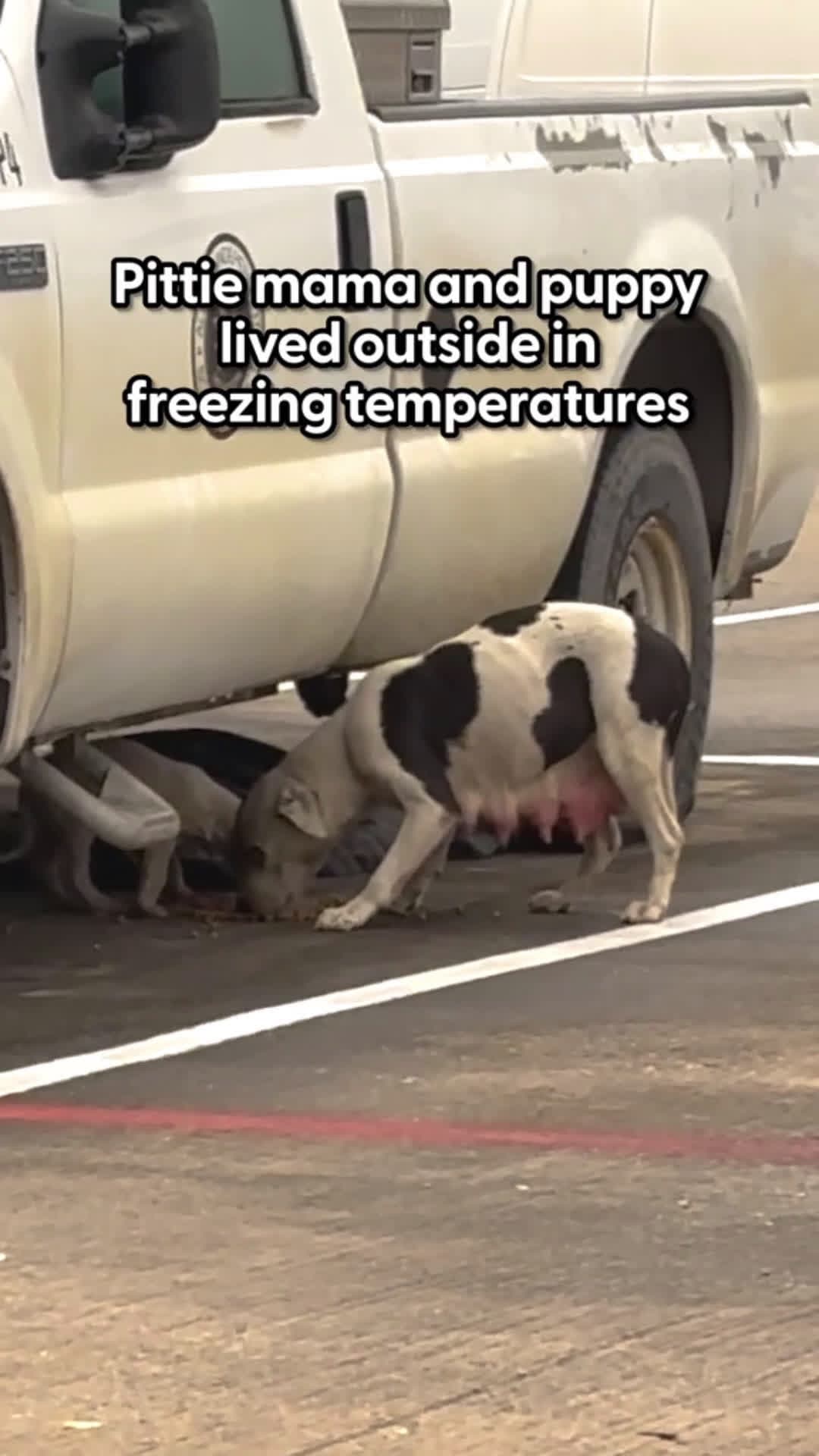 cover for When the mama dog put her paw on this woman's hand — she knew she was done for 🩷 Andrea told us how she couldn't catch them before night time, so she put out blankets and pillows....