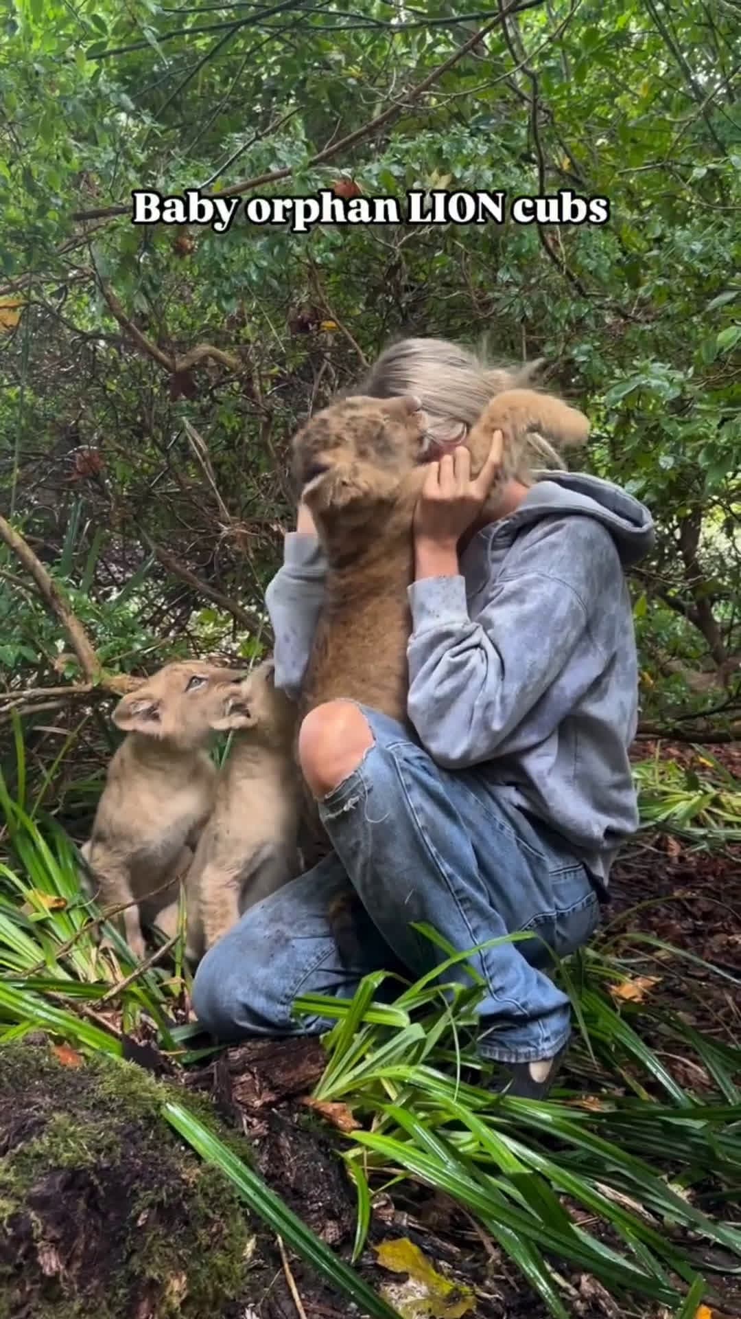 cover for We rescued these little LION cubs when they were 3 days old after they were about to be euthanised 💔 one day we plan to send them to Africa where they belong🌍🙏🦁🫶 this video was taken a few months ago, 