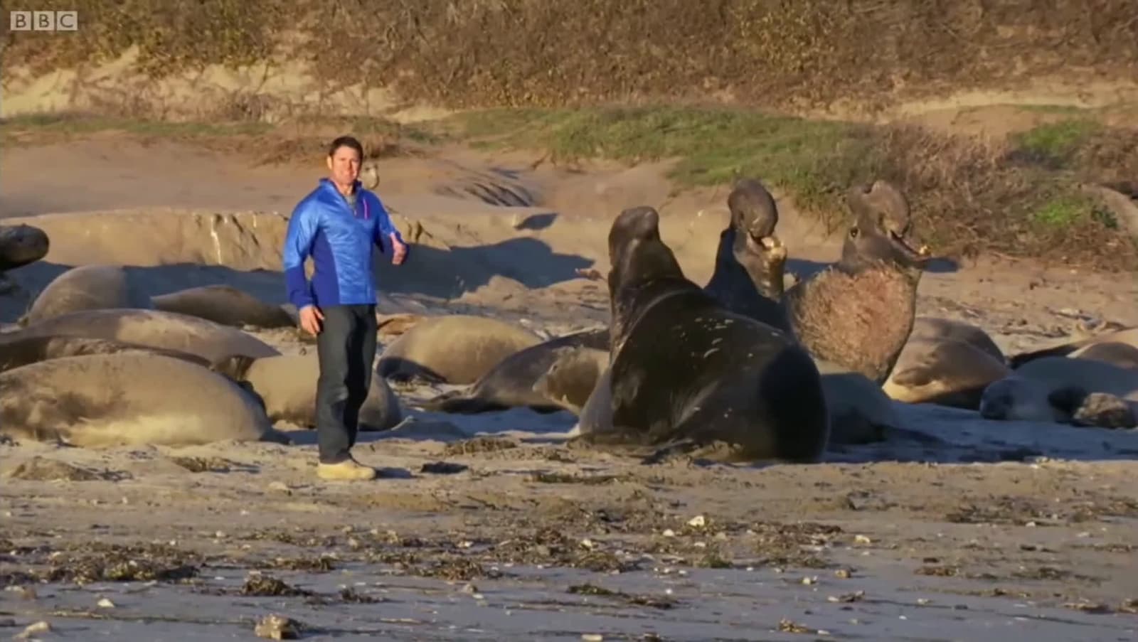 cover for BBC reporter gets up close with massive elephant seals 🐘 #nature #wildlife #BBC #reporter