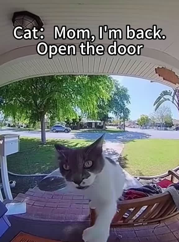 cover for When your cat insists on coming in! 🐾🚪 #CatMoments #Cats #PetLover
