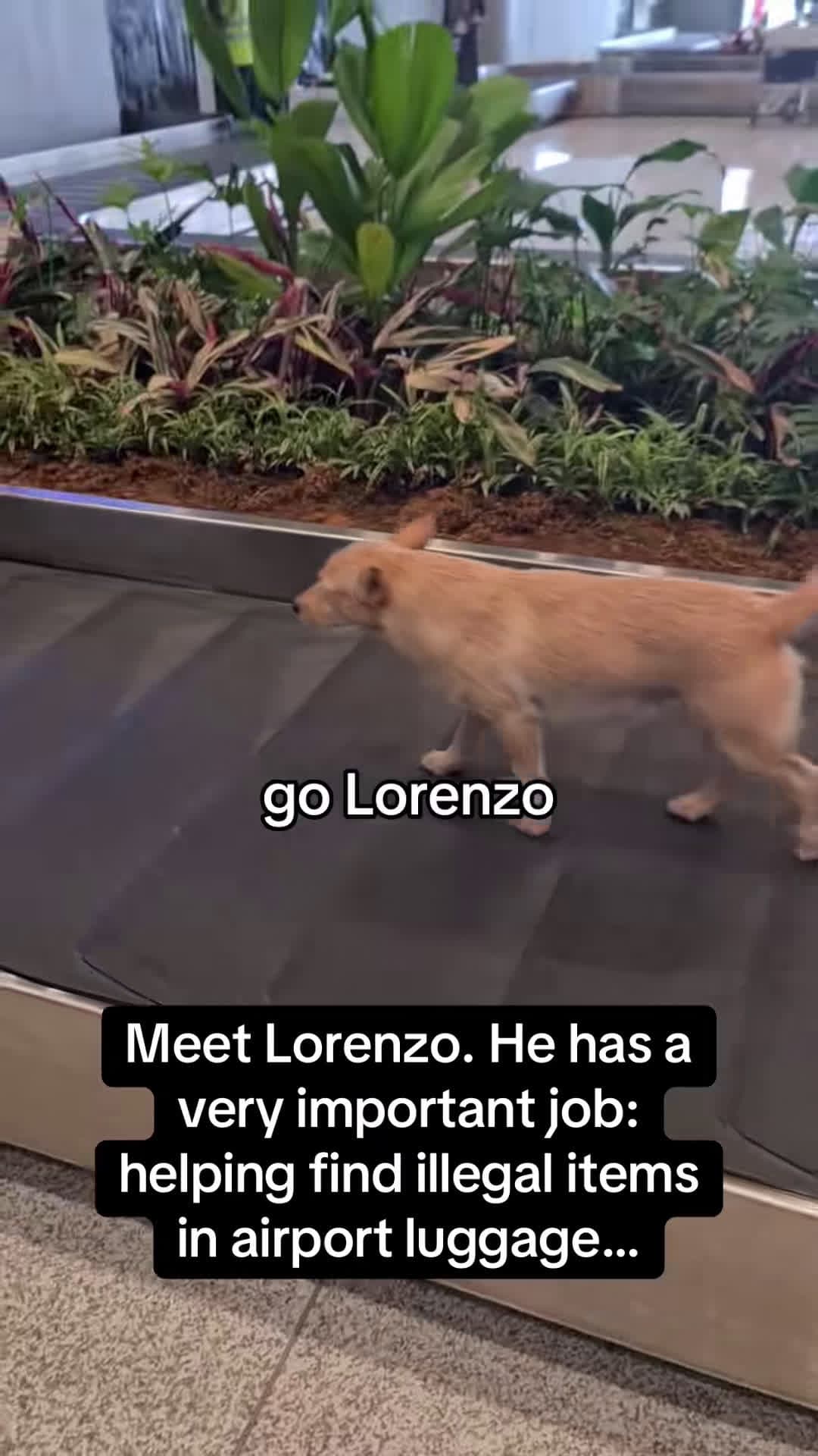 cover for Lorenzo is a very good boy 🐶💪 #RoadTo16Million #Pubity  (Heno Rey Sanico Chin via ViralHog)