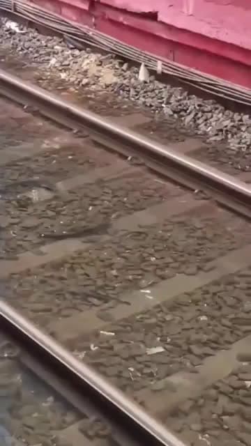 cover for Flooded train tracks turn into a fish pond! 🐟🚉 #IndianRailways #Floods #NatureSurprise