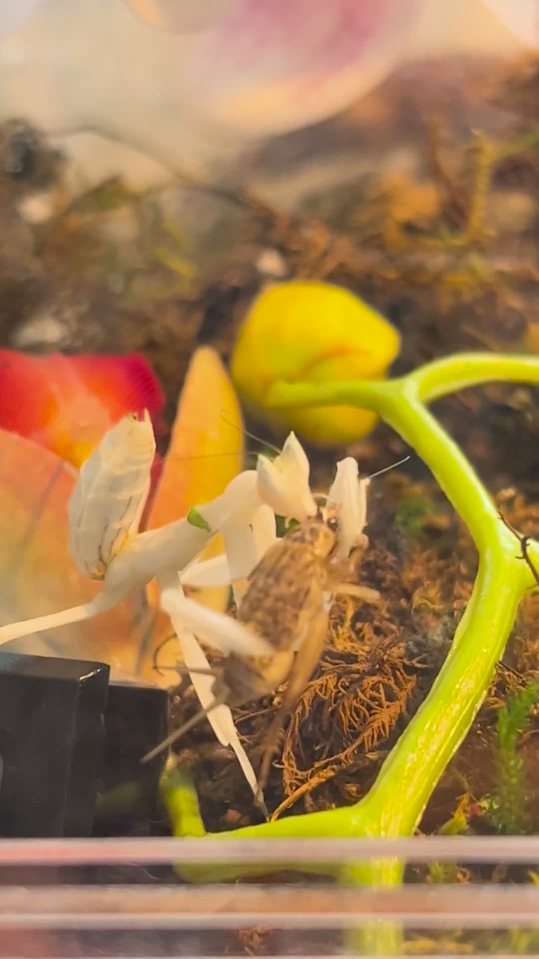 cover for Watch the stunning Orchid Praying Mantis in action! 🦗🌸 #PrayingMantis #InsectLove #NatureBeauty