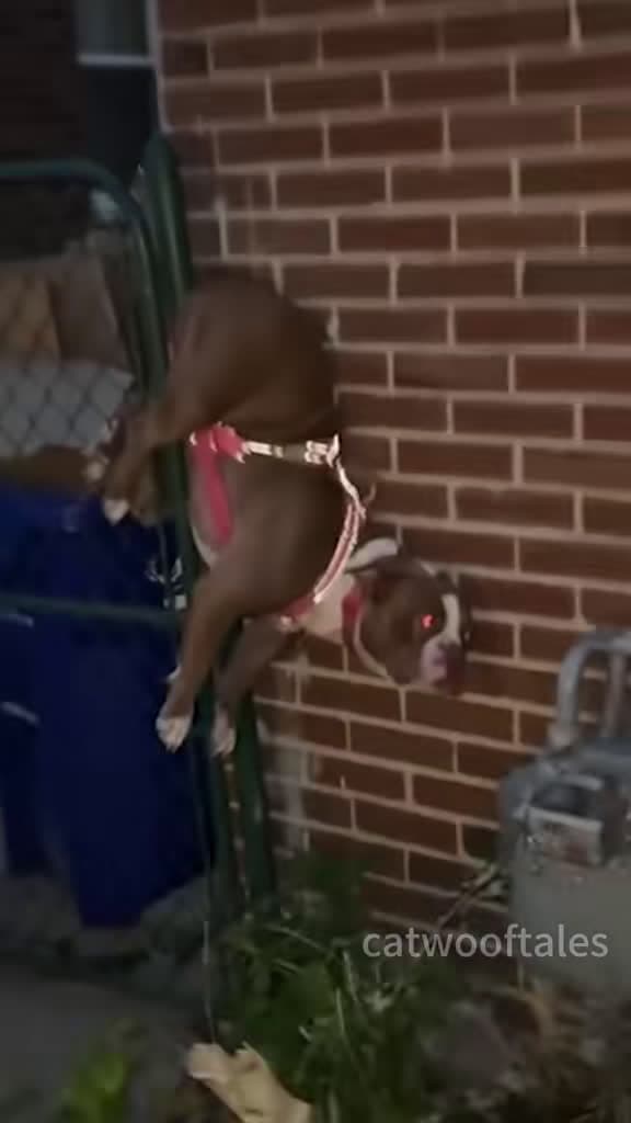 cover for Watch this dog’s epic escape attempt… and hilarious fail! 🐾😂 #funnydog #doglover #fyp
