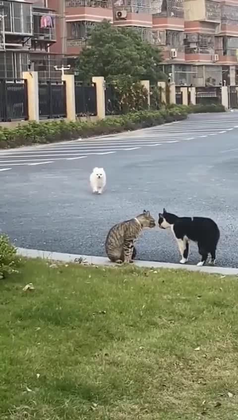cover for Watch a sweet dog try to make friends with two curious cats! 🐶🐱 #CuteAnimals #DogAndCat #FriendshipGoals